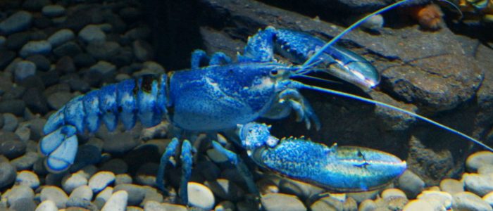 Toronto Acquarium - Blue Lobster!